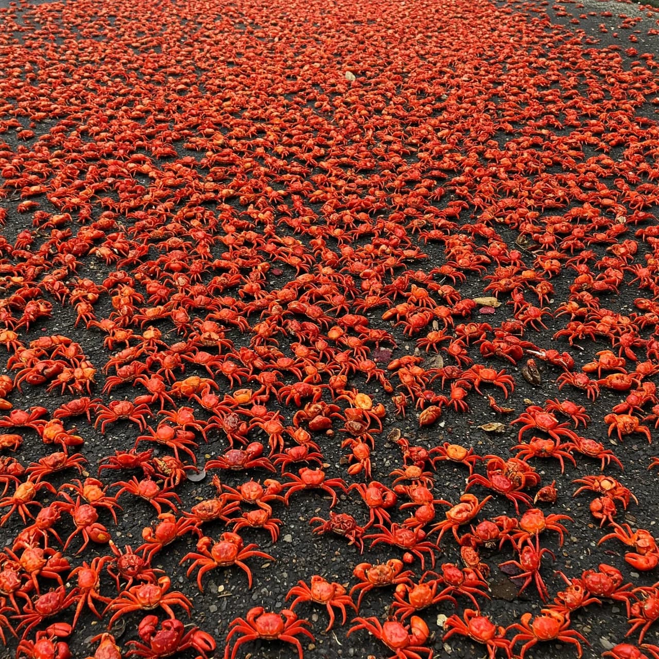 7 Epic Animal Migrations: Nature's Most Incredible Journeys